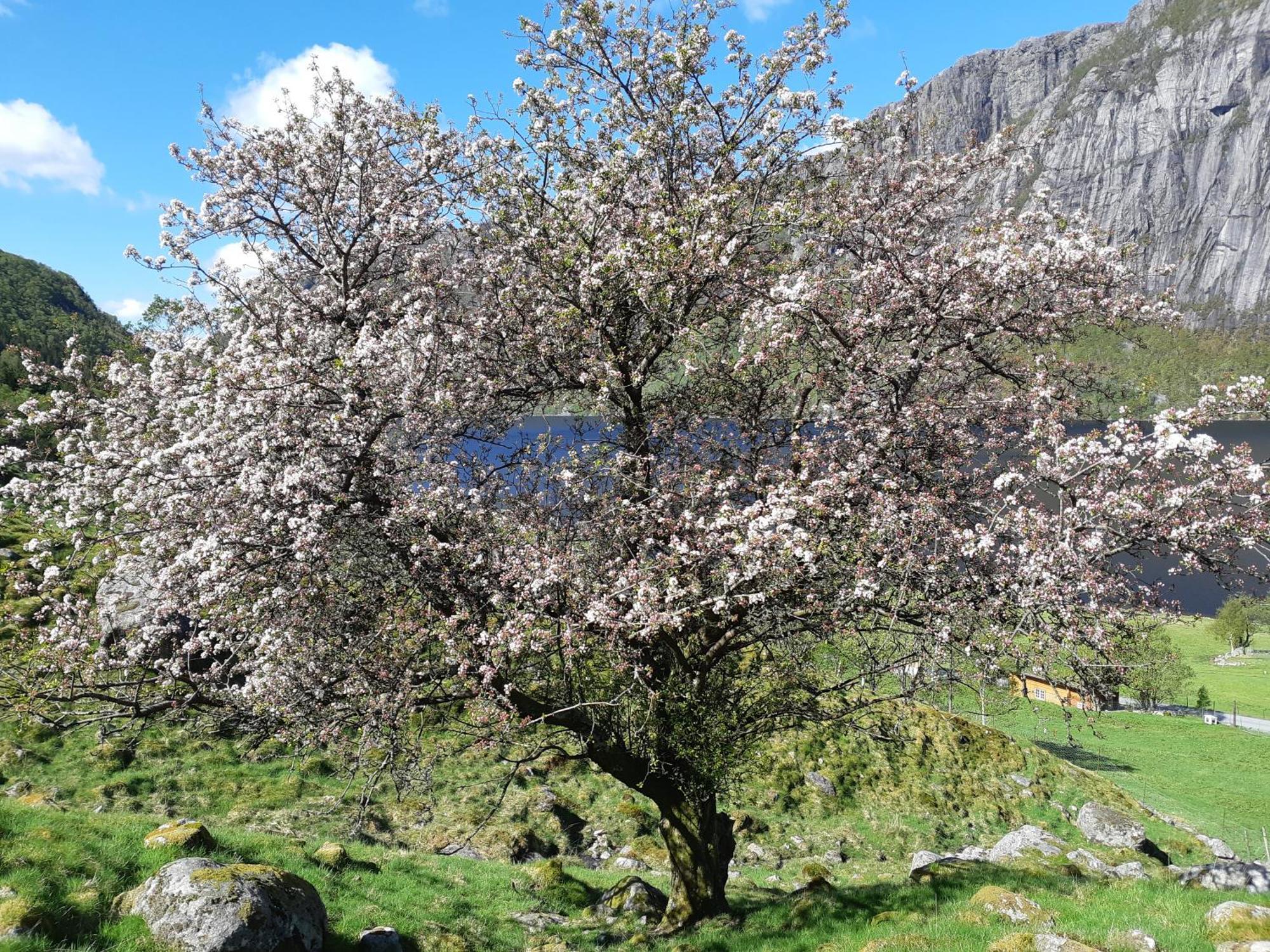 Hytte Ved Preikestolen Forsand Екстериор снимка